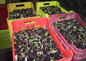 Olive fresche